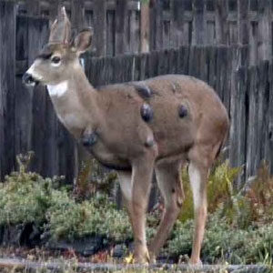 SAMUEL: Some external signs of deer problems